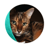 kovu