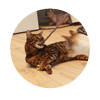 kovu
