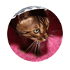 kovu