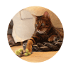kovu