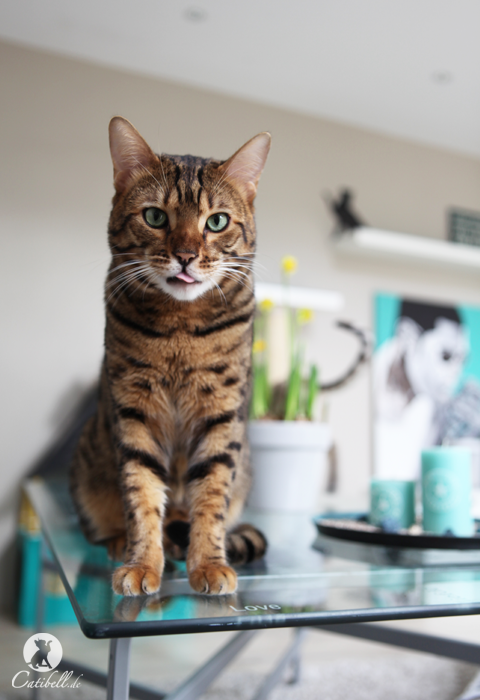 kovu