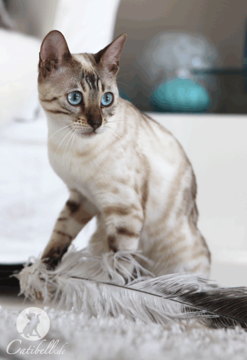 kovu