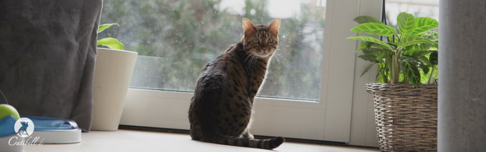 kovu vorm fenster